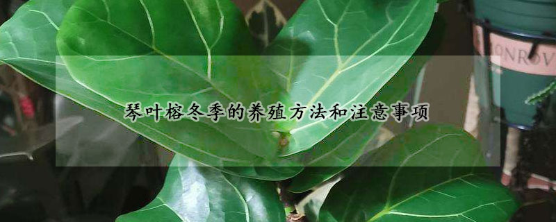 琴叶榕冬季的养殖方法和注意事项