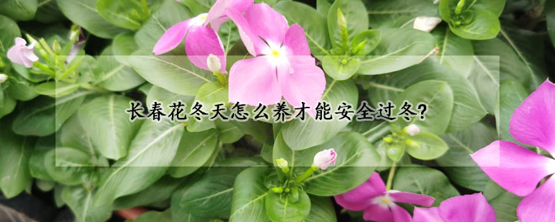 长春花冬天怎么养才能安全过冬?