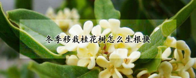 冬季移栽桂花树怎么生根快