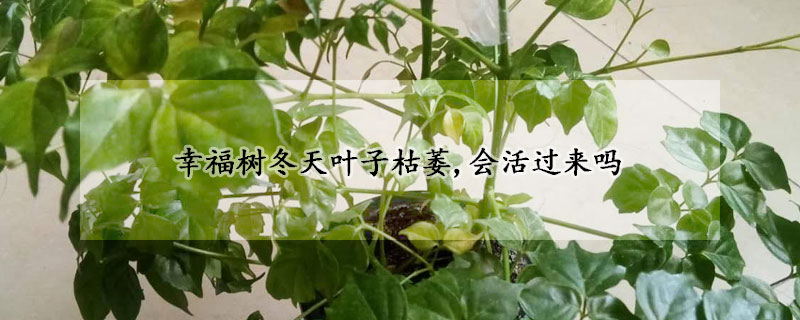 幸福树冬天叶子枯萎,会活过来吗