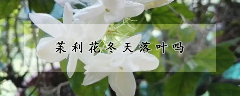 苿利花冬天落叶吗