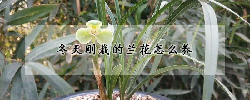 冬天刚栽的兰花怎么养