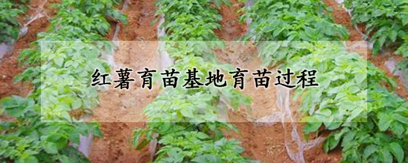 红薯育苗基地育苗过程