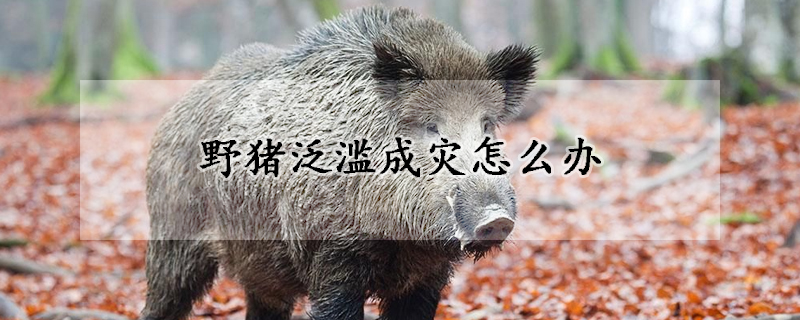 野猪泛滥成灾怎么办