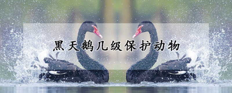 黑天鹅几级保护动物