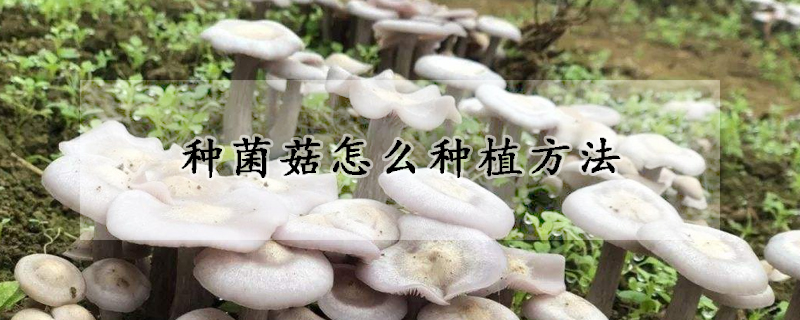 种菌菇怎么种植方法