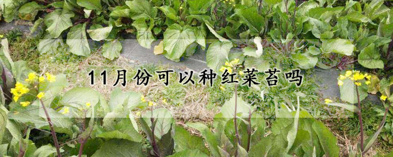 11月份可以种红菜苔吗 发财农业网