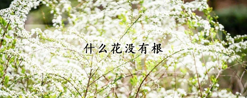 什么花没有根