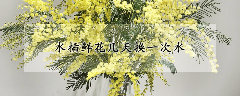 水插鲜花几天换一次水