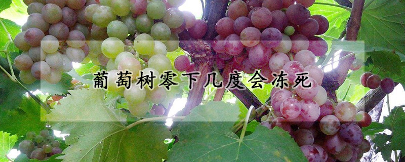 葡萄树零下几度会冻死