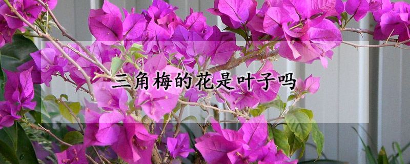 三角梅的花是叶子吗