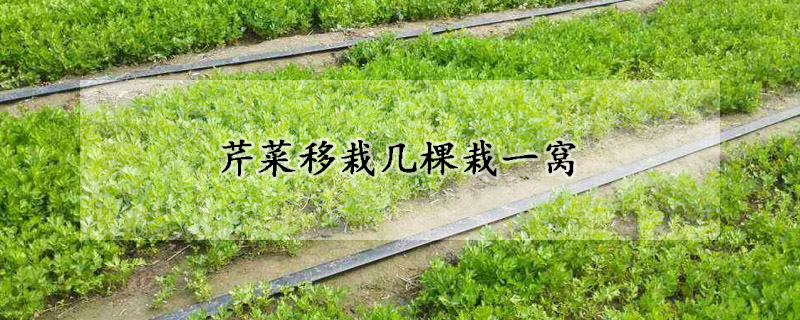 芹菜移栽几棵栽一窝