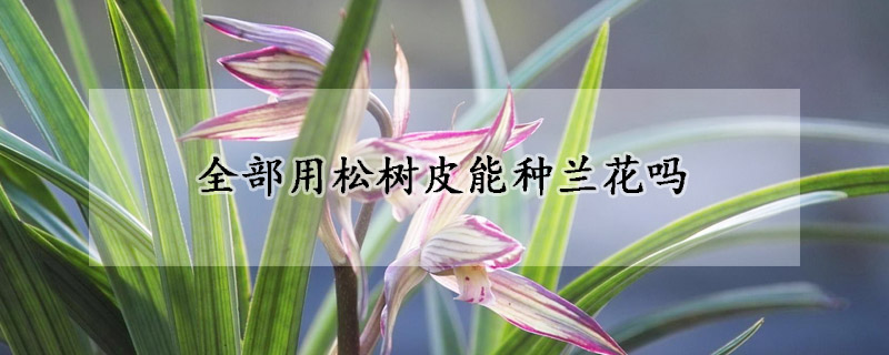 全部用松树皮能种兰花吗