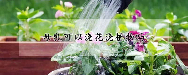 母乳可以浇花浇植物吗