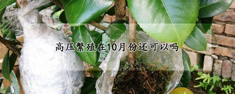 高压繁殖在10月份还可以吗