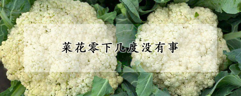 菜花零下几度没有事