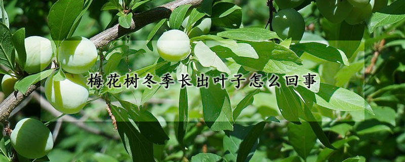 梅花树冬季长出叶子怎么回事