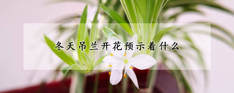 冬天吊兰开花预示着什么