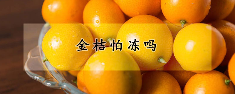 金桔怕冻吗