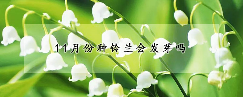 11月份种铃兰会发芽吗