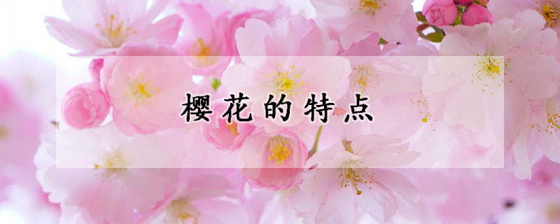 樱花的特点