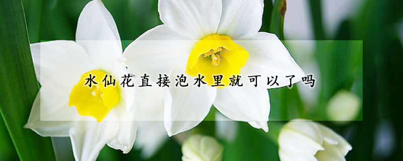 水仙花直接泡水里就可以了吗