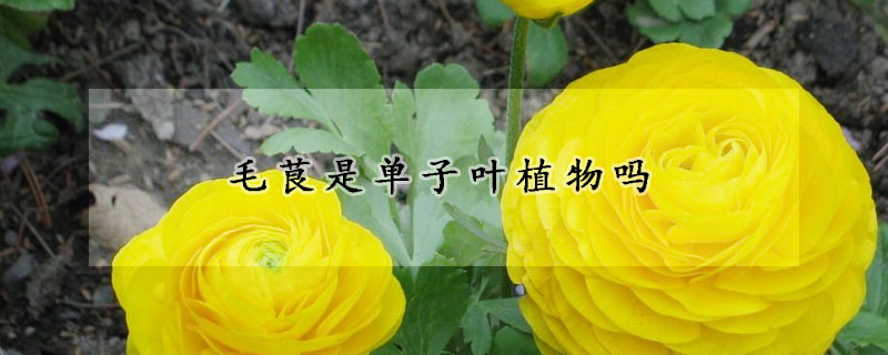 毛茛是单子叶植物吗