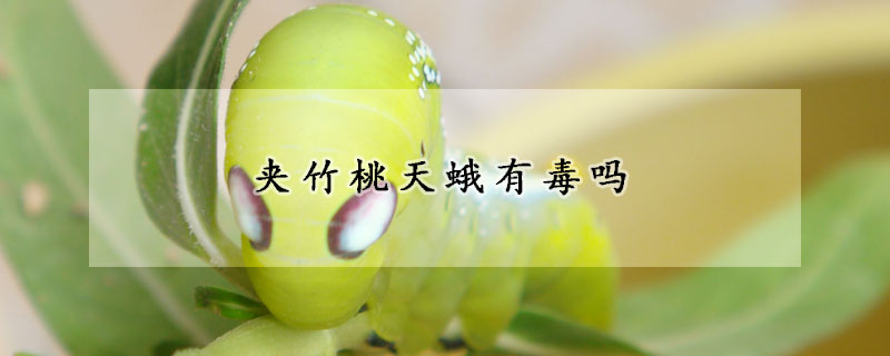夹竹桃天蛾有毒吗
