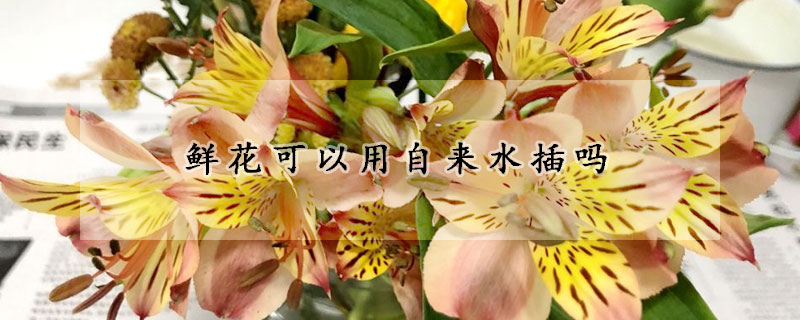 鲜花可以用自来水插吗