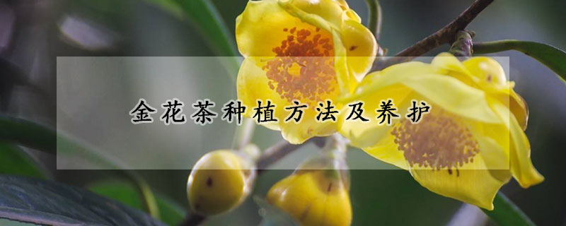 金花茶种植方法及养护