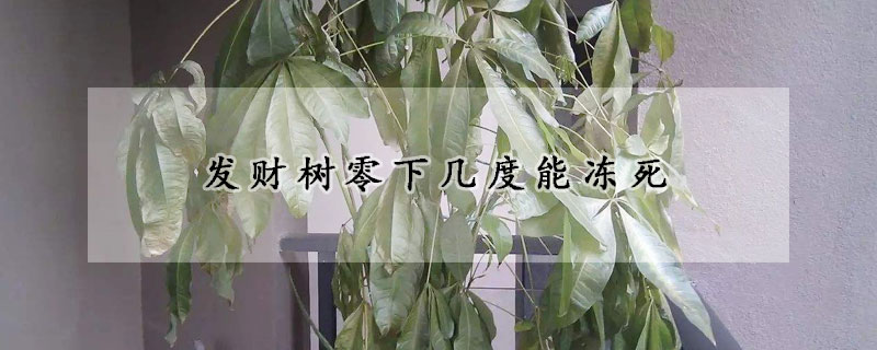 发财树零下几度能冻死