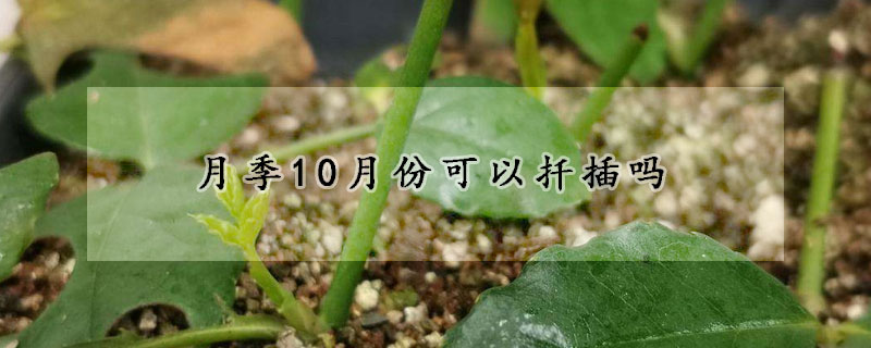 月季10月份可以扦插吗