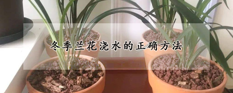 冬季兰花浇水的正确方法