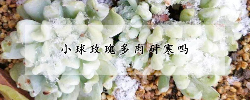 小球玫瑰多肉耐寒吗