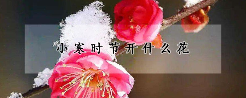 小寒时节开什么花