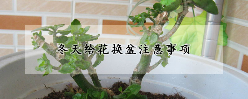 冬天给花换盆注意事项