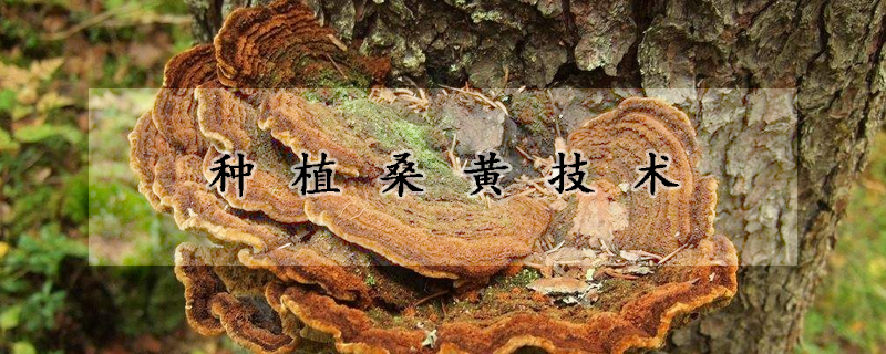 种植桑黄技术