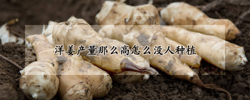 洋姜产量那么高怎么没人种植