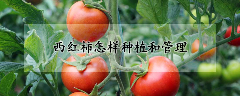 西红柿怎样栽培和办理 —【发财农业网】