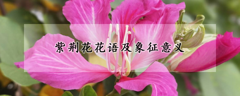 紫荆花花语及象征意义