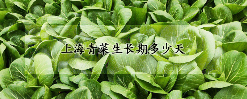 上海青菜生长期多少天