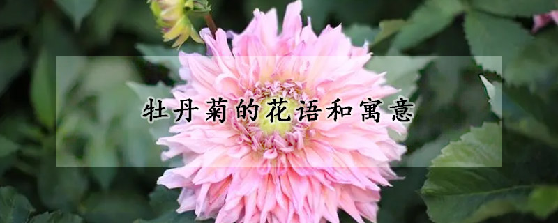 牡丹菊的花语和寓意