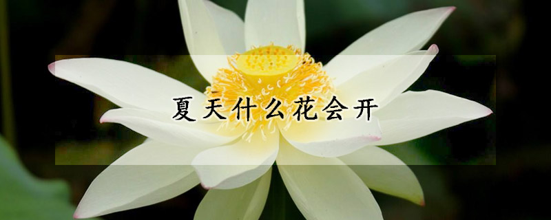 夏天什么花会开