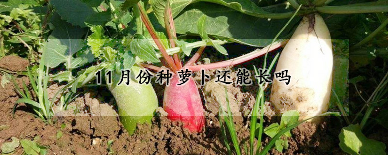 11月份种萝卜还能长吗