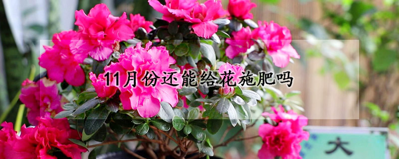 11月份还能给花施肥吗