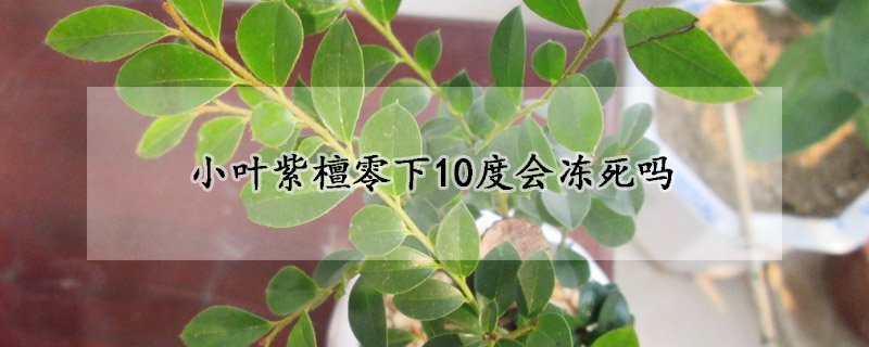 小叶紫檀零下10度会冻死吗