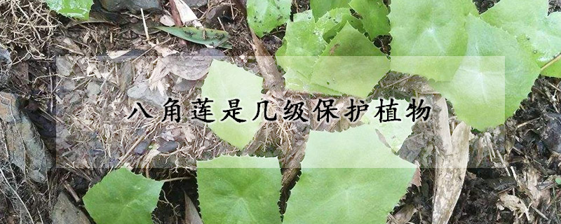 八角莲是几级保护植物