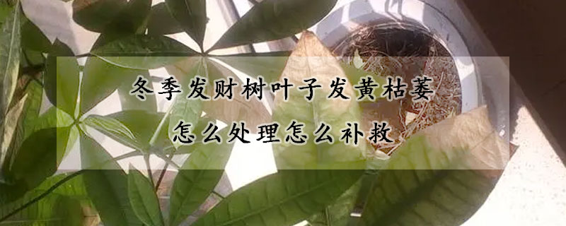 冬季发财树叶子发黄枯萎怎么处理怎么补救