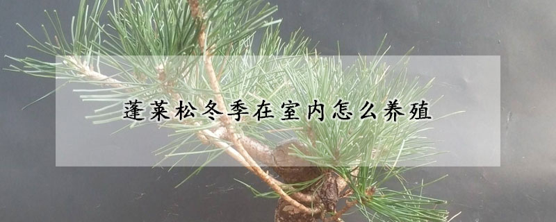 蓬莱松冬季在室内怎么养殖