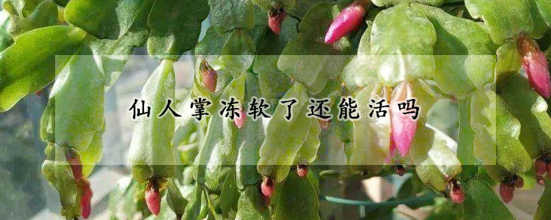 仙人掌冻软了还能活吗